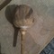Harvested opium poppy, Helmand province. The lines are from farmers scoring the poppy, so the opium oozes out.