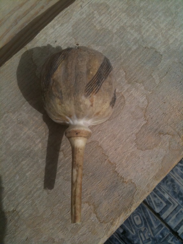 Harvested opium poppy, Helmand province. The lines are from farmers scoring the poppy, so the opium oozes out.