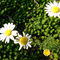 Daisies...