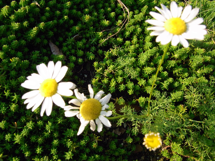 Daisies...